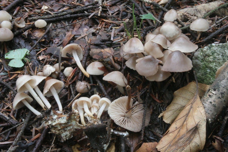 Lo smemorato di....... Popoli